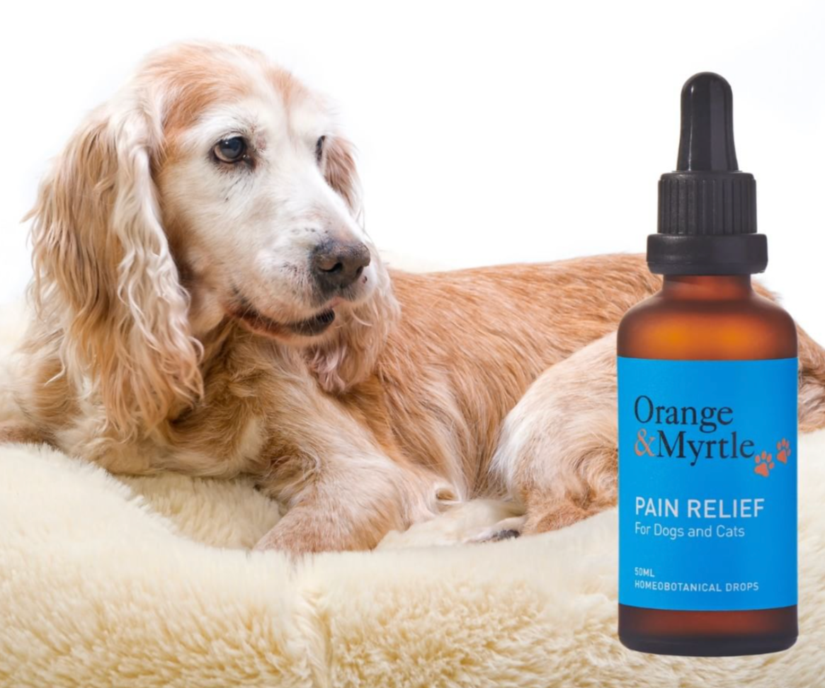 Pain Relief for Cats and Dogs